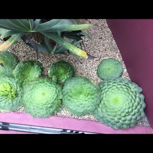 Meet your Posher, Cherry ann